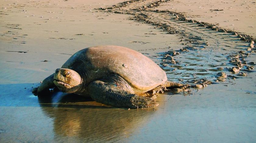 A female sea turtle returns to the ocean after laying her eggs | Earthwatch